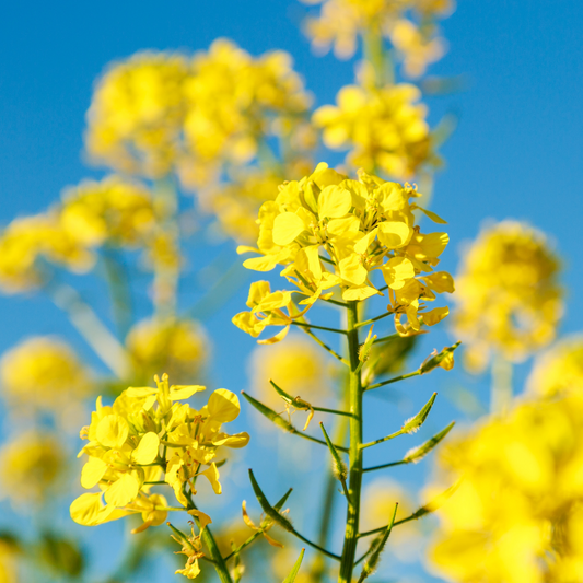 Sustainable Glow: Exploring the benefits of rapeseed coconut wax